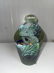 pianta di myrtillocactus geometrizans crestato (vaso 10)