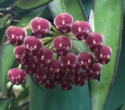 Pianta di Hoya wayetii Tricolor fiore di cera Hoya carnosa foto reali