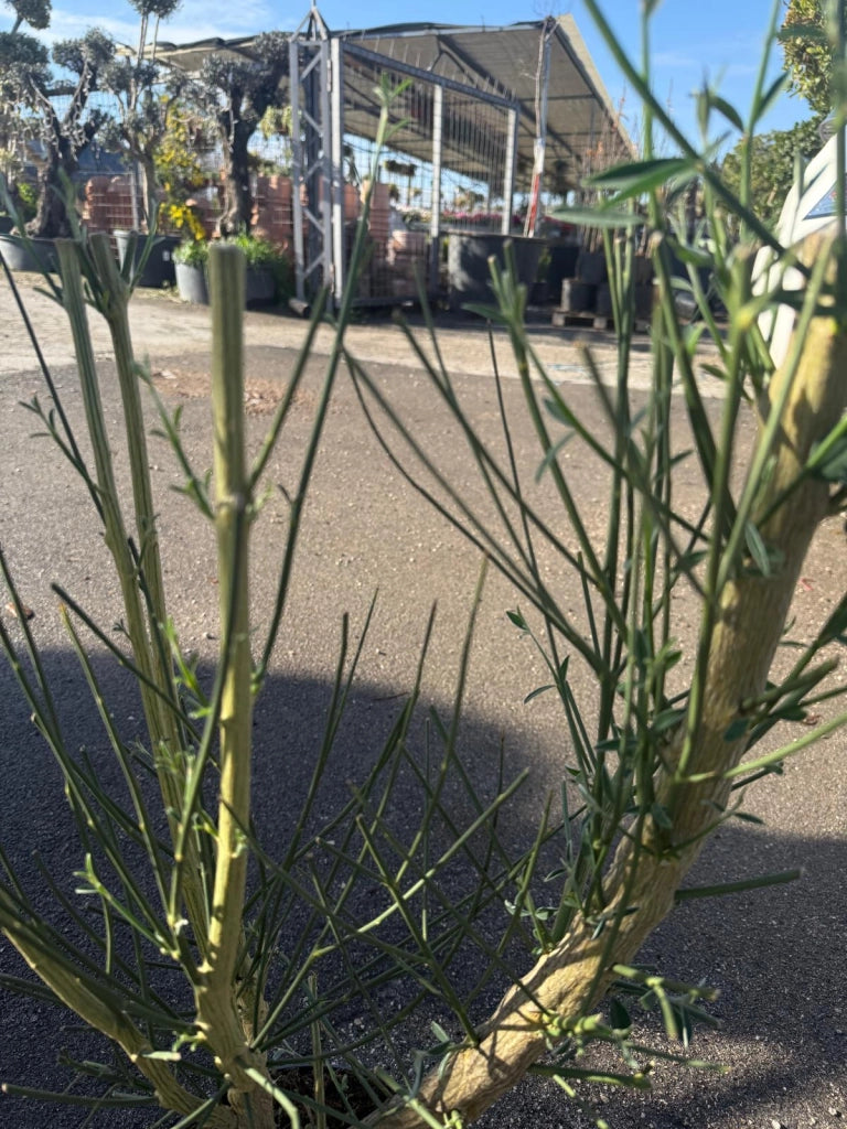 Spartium junceum – Ginestra odorosa mediterranea a fioritura gialla profumata