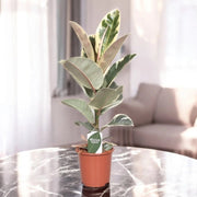 Gardenaria Ficus elastica 'Tineke' - Pianta da interno ornamentale Altezza: 80 cm (vaso 24)