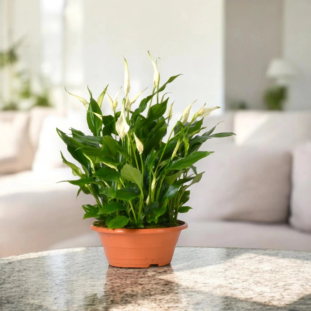 Gardenaria Spathiphyllum 'Bellini' - Pianta da interno ornamentale Altezza: 45 cm (vaso 23)