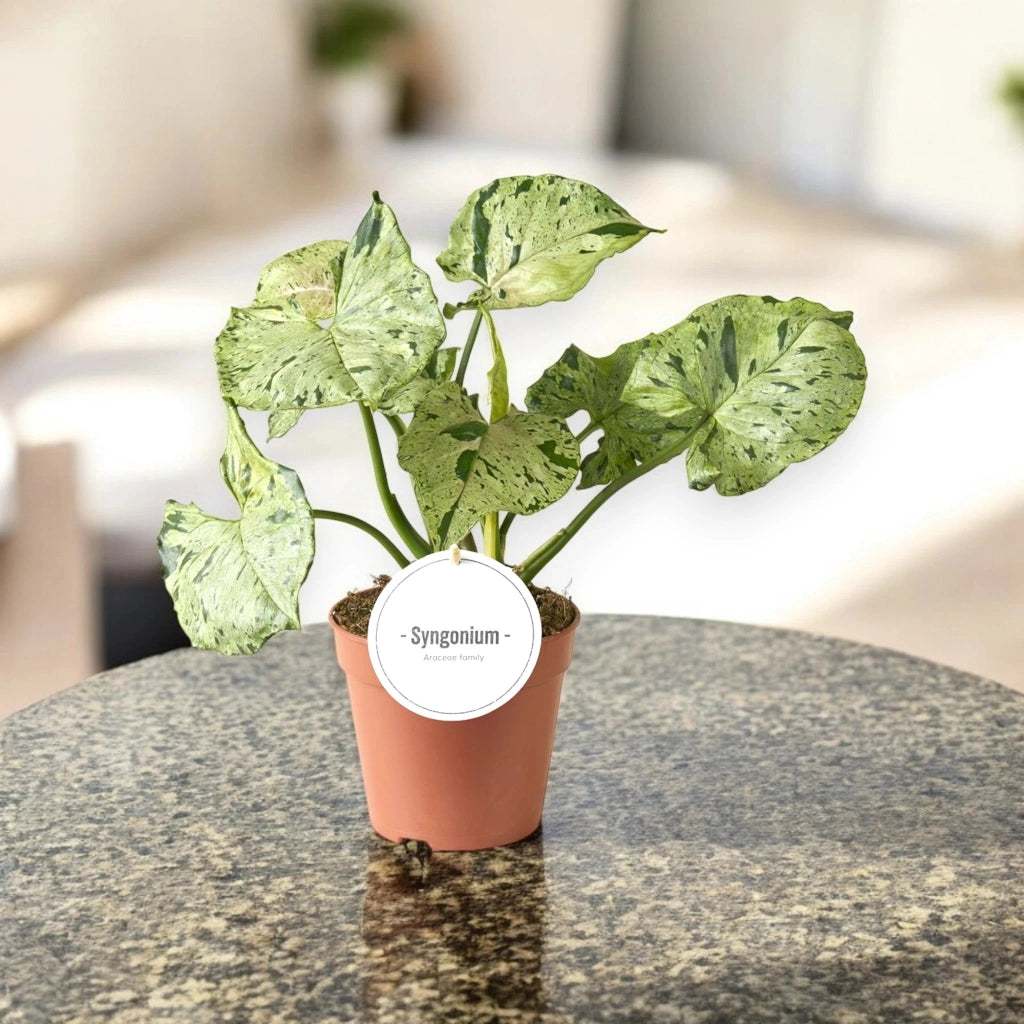 Gardenaria Syngonium 'Green splash' - Pianta da interno ornamentale Altezza: 25 cm (vaso 12)
