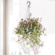 Gardenaria Tradescantia fluminensis 'Pink hill' - Pianta da interno ornamentale Altezza: 40 cm (vaso 17)