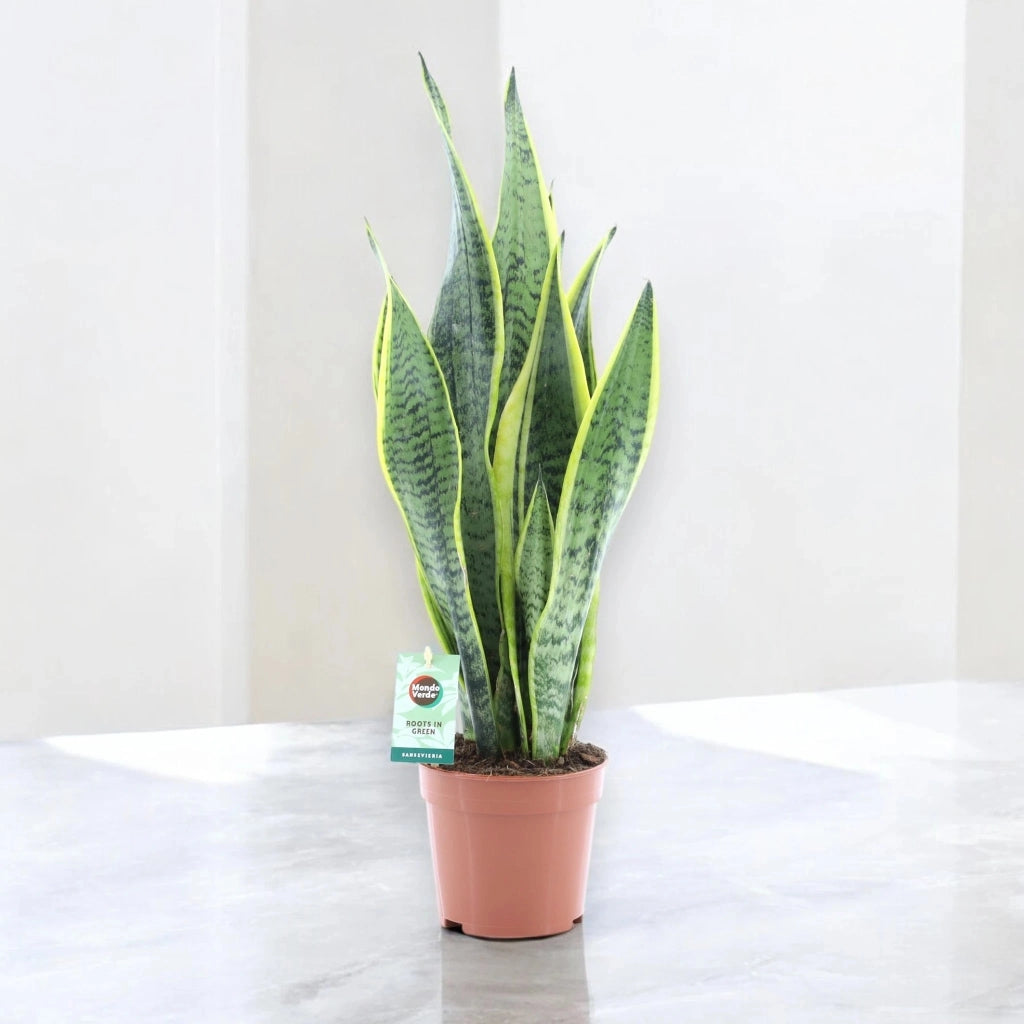 Gardenaria Sansevieria trifasciata 'Laurentii' - Pianta da interno ornamentale Altezza: 60 cm (vaso 14)
