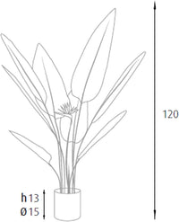 P2150598 - Pianta Strelitzia 12 foglie 2 fiori