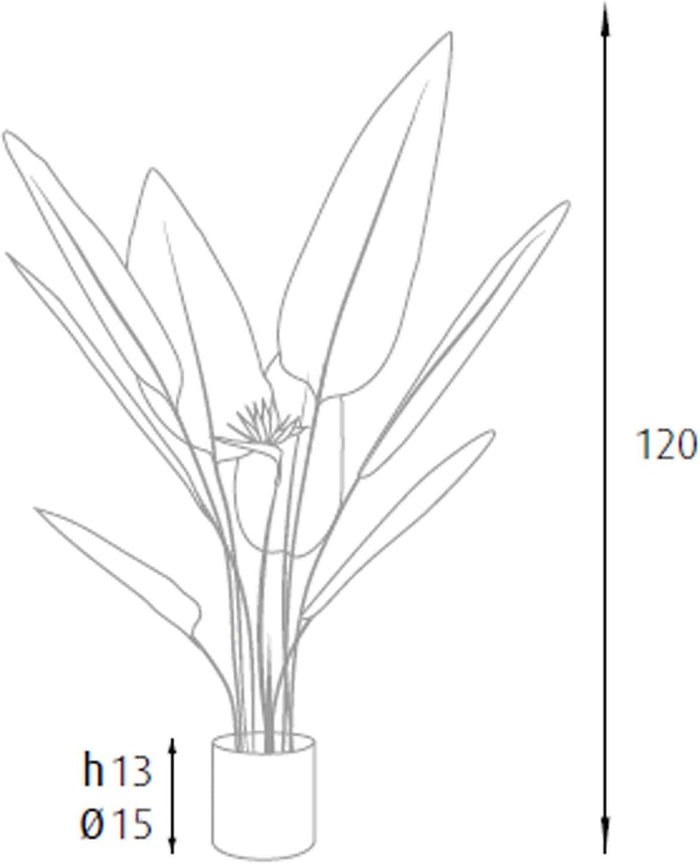 P2150598 - Pianta Strelitzia 12 foglie 2 fiori