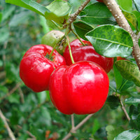 PIANTA DI MALPIGHIA GLABRA , CILIEGIA ACEROLA