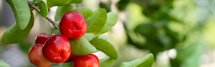 PIANTA DI MALPIGHIA GLABRA , CILIEGIA ACEROLA