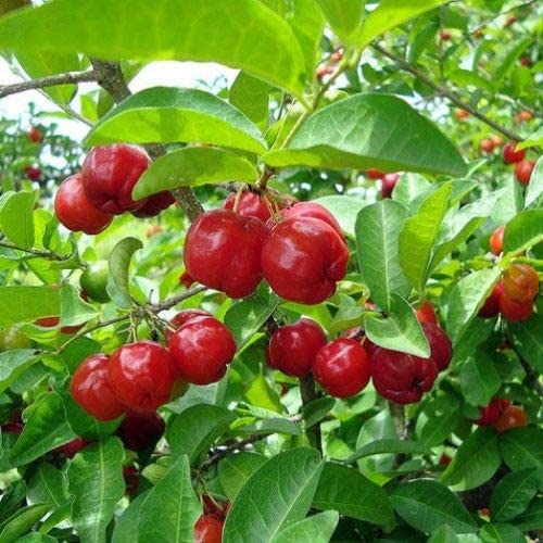 PIANTA DI MALPIGHIA GLABRA , CILIEGIA ACEROLA