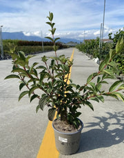 Gardenaria Viburno - Viburnum 'Bodnantense Dawn' - Arbusto ornamentale da giardino Altezza: 50/70 cm (vaso19)