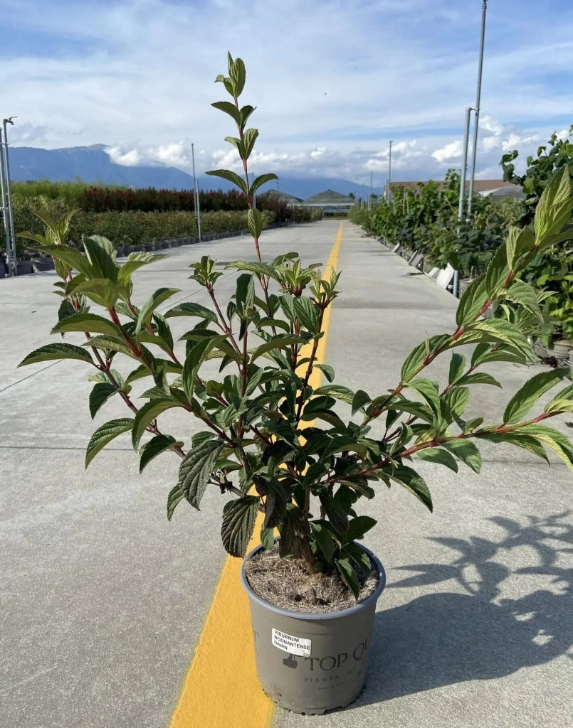 Gardenaria Viburno - Viburnum 'Bodnantense Dawn' - Arbusto ornamentale da giardino Altezza: 50/70 cm (vaso19)