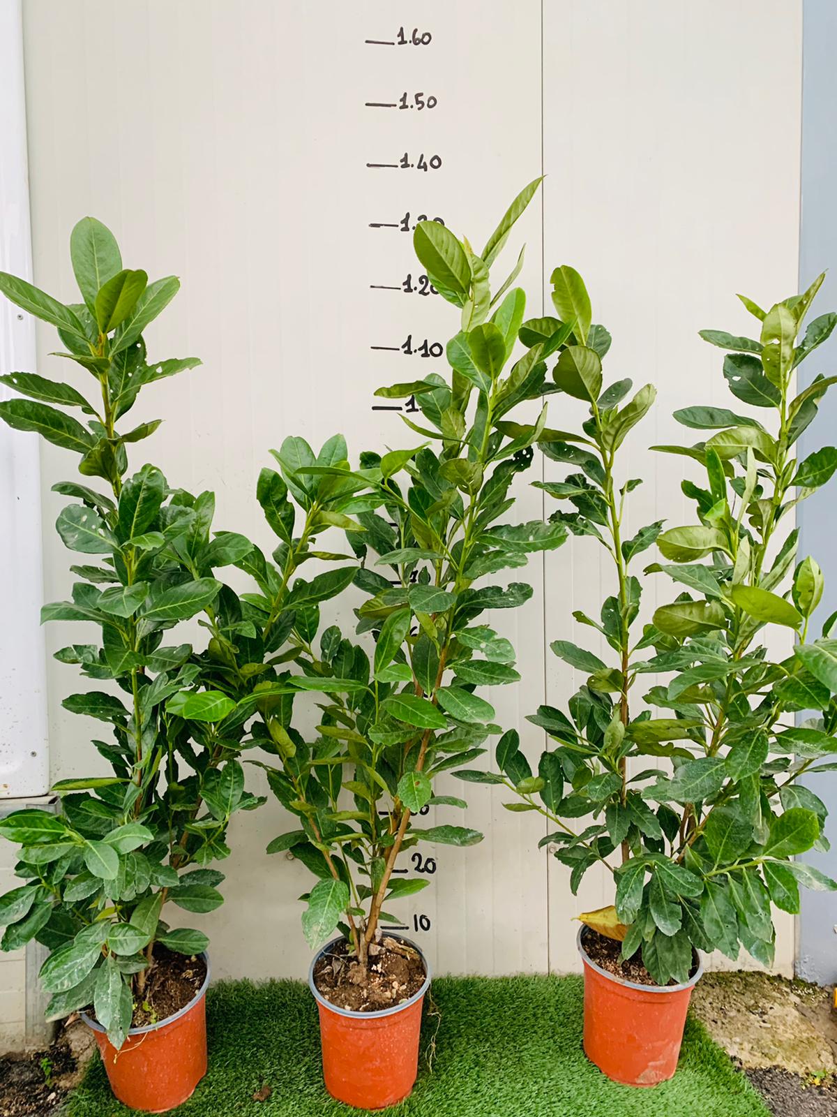 50 PIANTE DI LAURO CERASO LAUROCESASUS LAUROCERASO NOVITA H 120/130CM SIEPI ALTE
