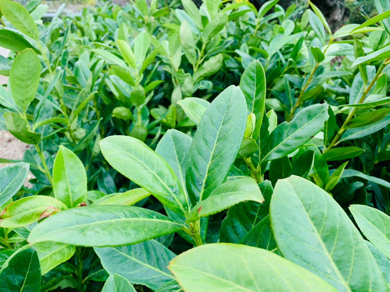 50 PIANTE DI LAURO CERASO LAUROCESASUS LAUROCERASO NOVITA H 120/130CM SIEPI ALTE