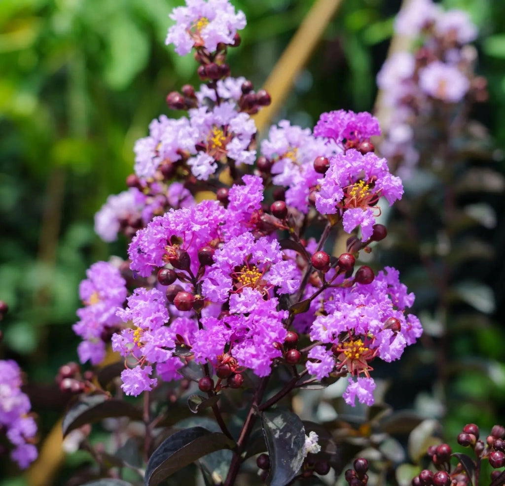 Gardenaria Lagerstroemia indica 'Black Solitaire Shell Pink' - Arbusto ornamentale da giardino Altezza: 40/60 cm (vaso19)