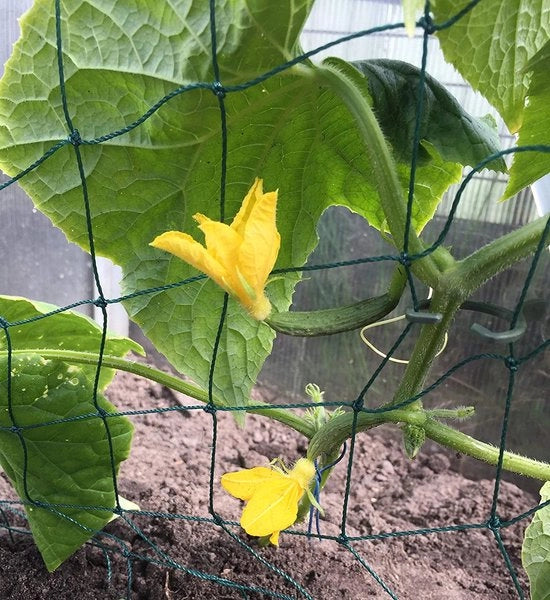 Clip per piante per pomodori, rose, zucchine e altre piante rampicanti, Rete per piante rampicanti 3 x 2 m