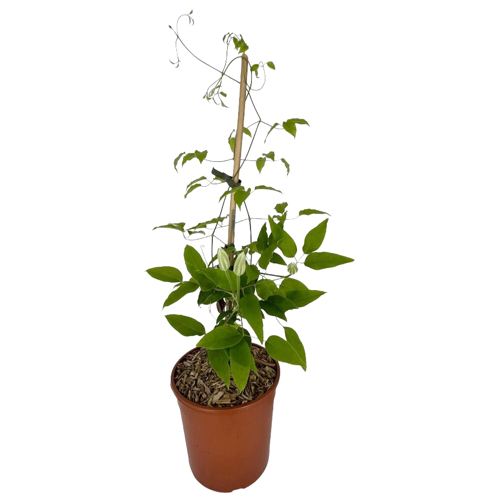 Pianta CLEMATIDE Clematis Princess Arabelle Rampicante in vaso 18 cm AMDGarden