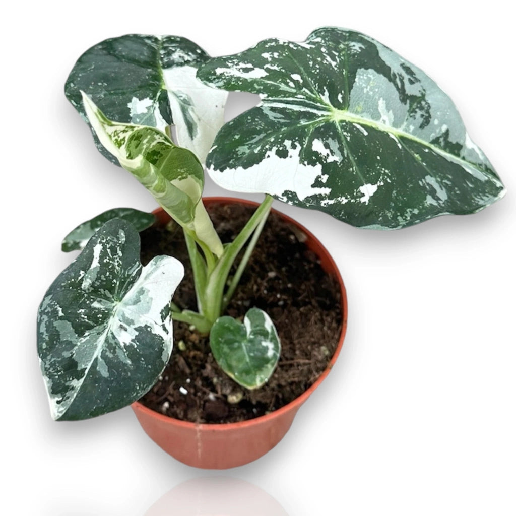 Gardenaria Alocasia variegata - Pianta da interno ornamentale Altezza: 12 cm (vaso 6)