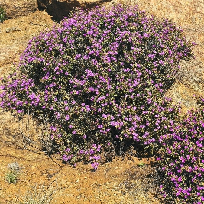 Pianta di Barba di Giove ricadente grassa fiori rosa strisciante in vaso 14 cm AMDGarden