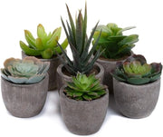 Collezione di 6 piccole piante bonsai decorative - set di contenitori da collezione 1