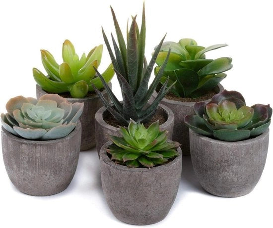 Collezione di 6 piccole piante bonsai decorative - set di contenitori da collezione 1