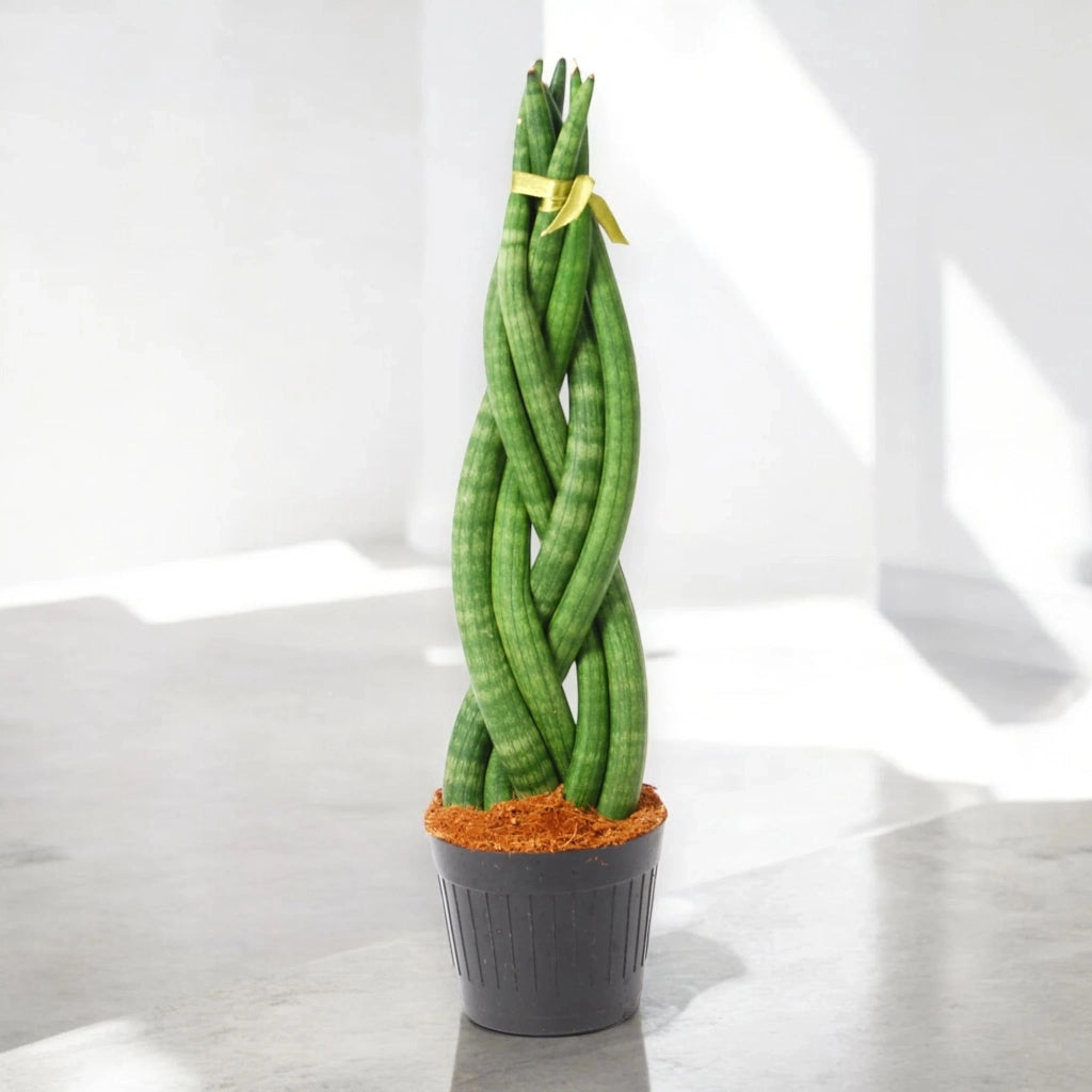 Gardenaria Sansevieria cylindrica 'Twister' - Pianta da interno ornamentale Altezza: 40 cm (vaso 12)