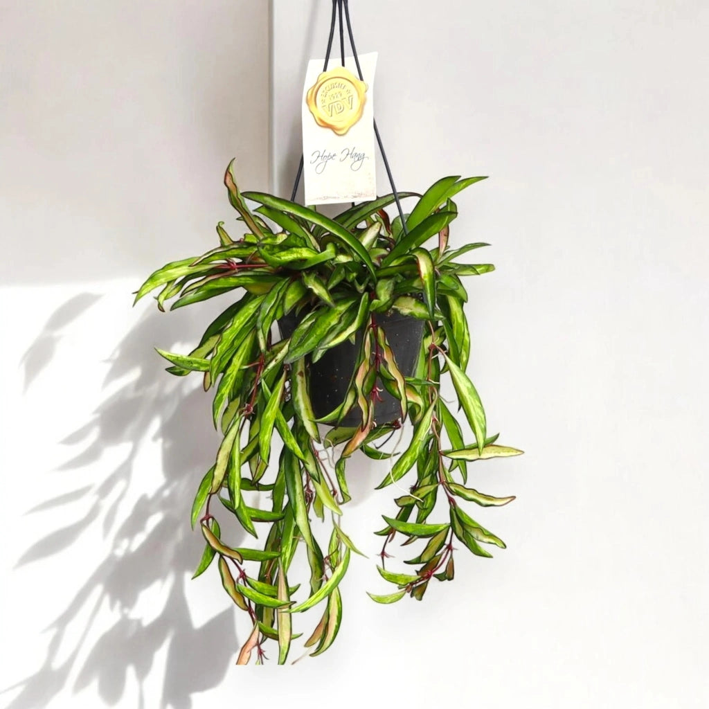 Gardenaria Hoya wayetii 'Tricolor' - Pianta da interno ornamentale Altezza: 15 cm (vaso 12)
