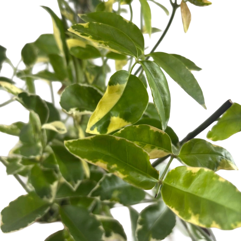 Pianta di PANDOREA JASMINOIDES BIgnonia VARIEGATA h 150 fiore rosa vaso 18 cm