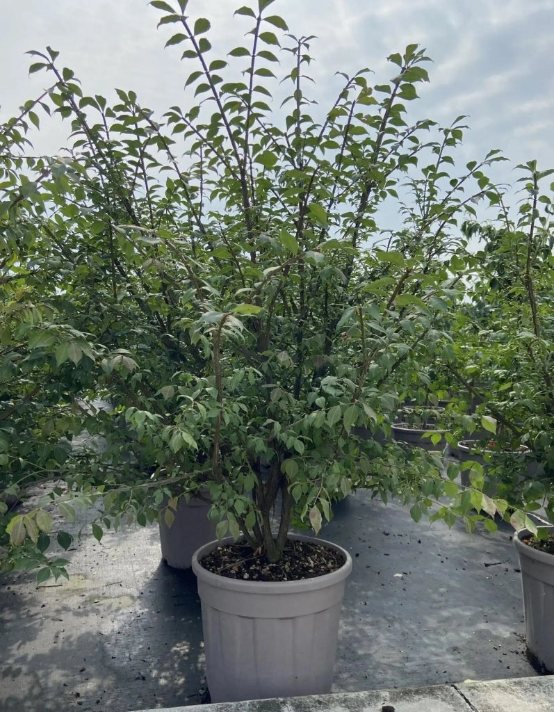 Gardenaria Evonimo - Euonymus 'Alatus' - Arbusto ornamentale da giardino Altezza: 40/60 cm (vaso19)