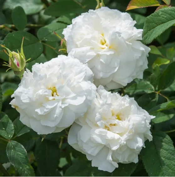 Gardenaria Rosa 'Susan Williams Ellis' - Rosa da giardino Altezza: 40/50 cm (vaso20)