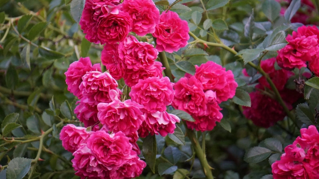 ROSA SEVILLANA FUCSIA VASO 18