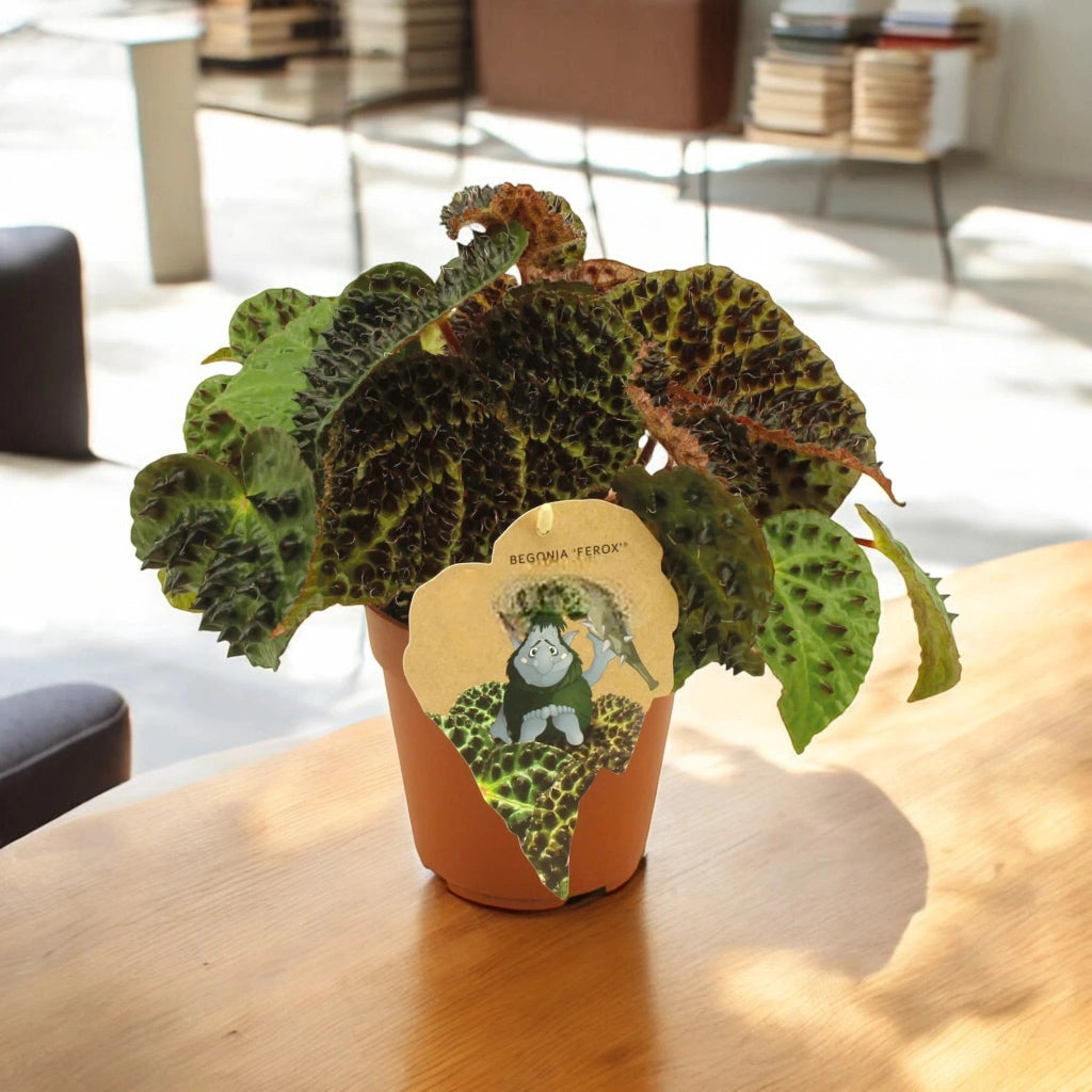 Gardenaria Begonia ferox - Pianta da interno ornamentale Altezza: 25 cm (vaso 12)