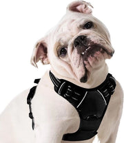Cintura per cani – Cinturone per cani – Harness per cani – Cintura per cani – Sostenibile 

Modello: 12345 
 Materiale: Nylon 
 Dimensioni: 30-60 cm 
 Colore: Nero, Marrone, Verde