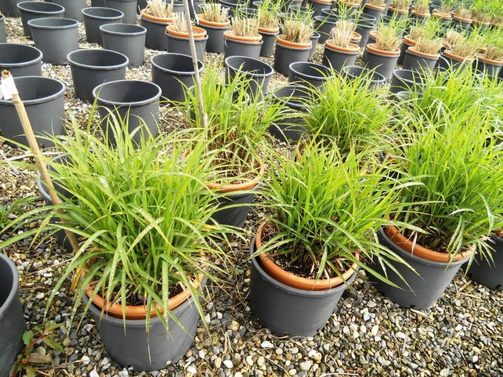 Gardenaria Miscanthus sinensis 'Dronning Ingrid' - Graminacea ornamentale da esterno Altezza: 40 cm (vaso 17)