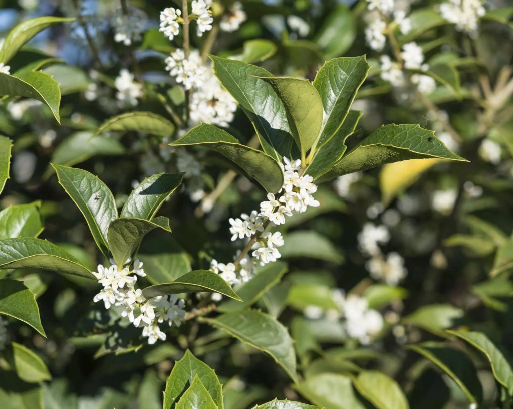 Gardenaria Osmanthus aquifolium - Arbusto ornamentale da giardino Altezza: 50/70 cm (vaso19)