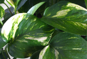 Gardenaria Epipremnum pinnatum 'Aureum' - pothos - Pianta da interno ornamentale Altezza: 35 cm (vaso 15)