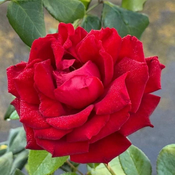 Gardenaria Rosa 'Ingrid bergman' - Rosa da giardino Altezza: 30/40 cm (vaso22)