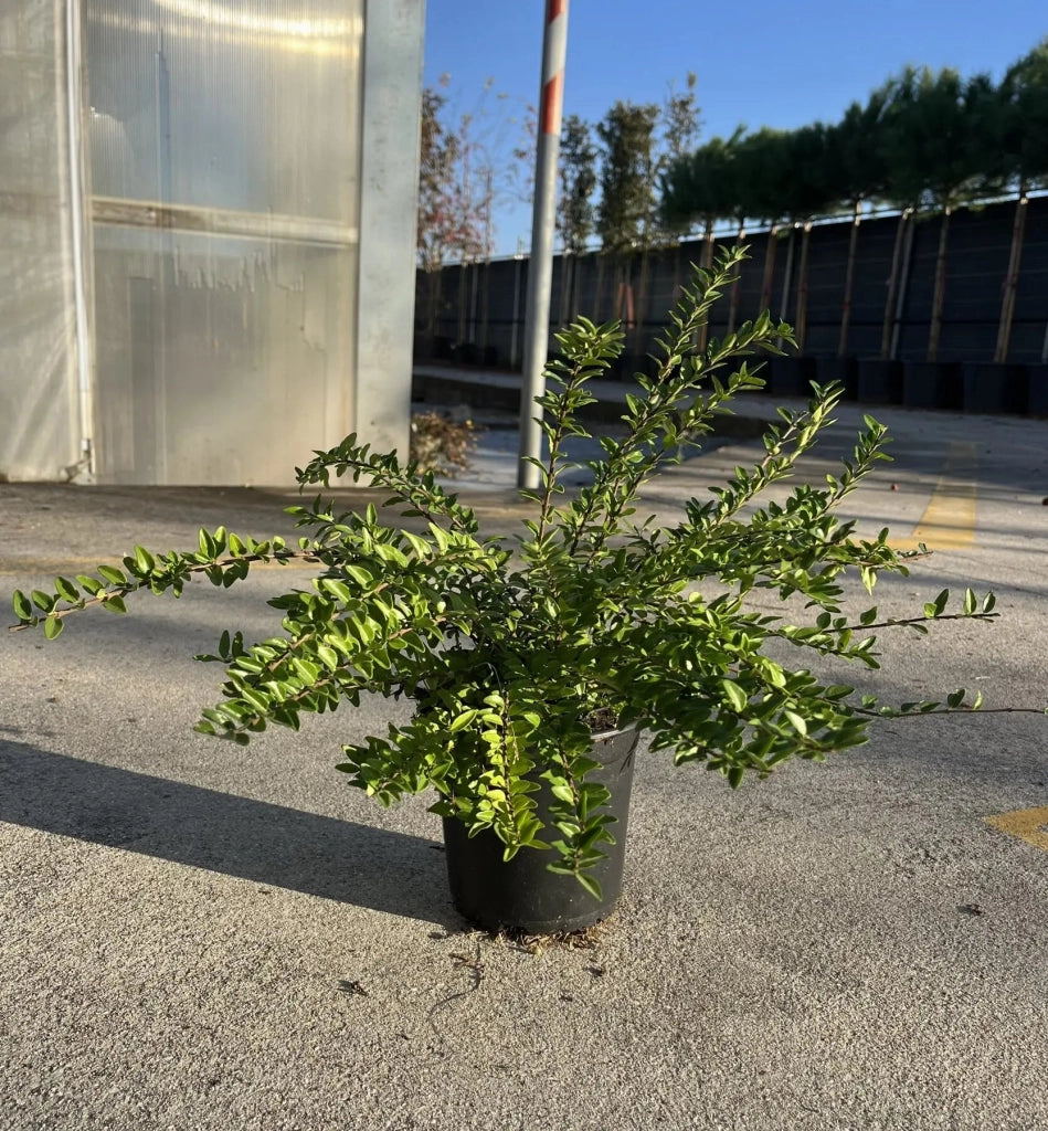 Gardenaria Lonicera nitida 'Maigrun' - Arbusto ornamentale da giardino Altezza: 30/40 cm (vaso18)