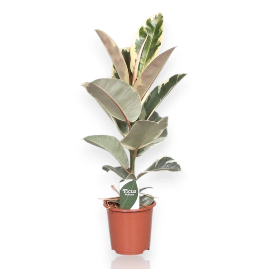 Gardenaria Ficus elastica 'Tineke' - Pianta da interno ornamentale Altezza: 55 cm (vaso 17)