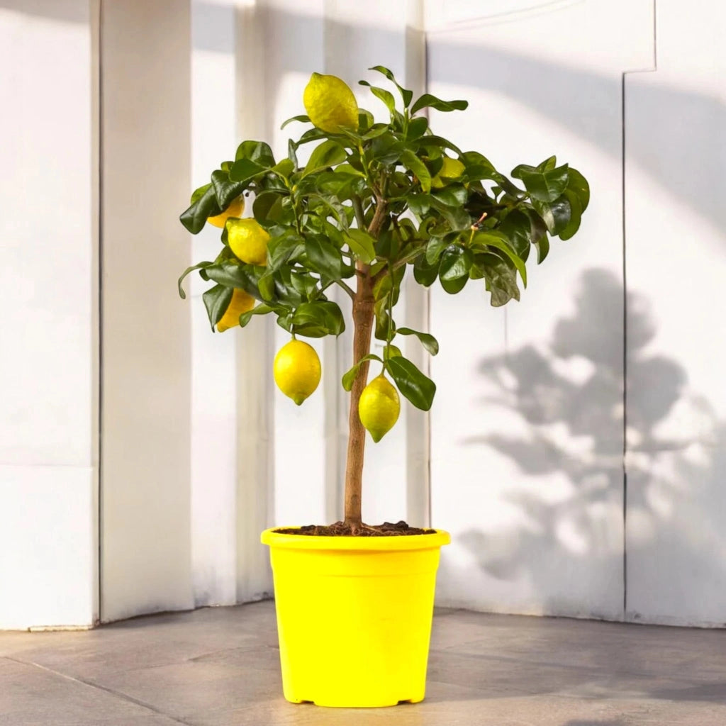 Gardenaria Limone Zagara Bianca - Citrus limon 'Zagara Bianca' - Pianta di agrume da frutto in vaso Altezza: 160 cm (vaso 35)