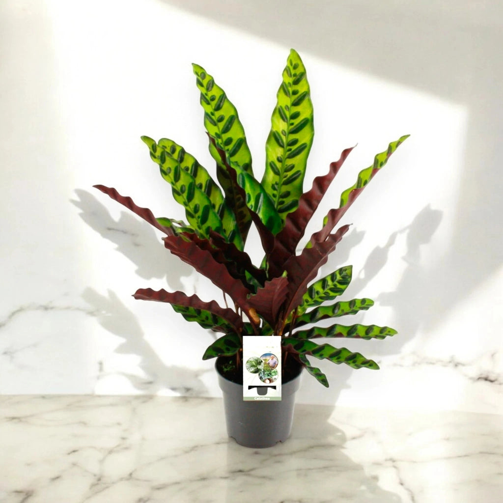 Gardenaria Calathea lancifolia - Pianta da interno ornamentale Altezza: 45 cm (vaso 14)