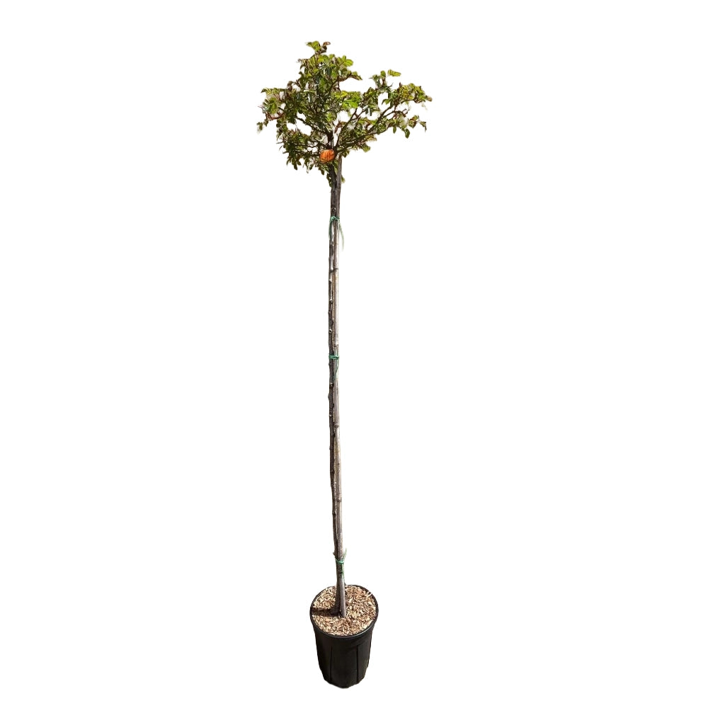 Pianta ROSA LES QUATRE SAISONS® alberello ROSA MEILLAND PIANGENTE vaso 24 FOTO
