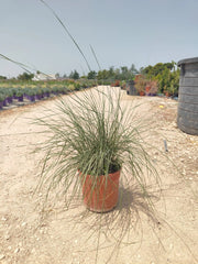 MUHELEMBERGIA CAPILLARIS VASO 24