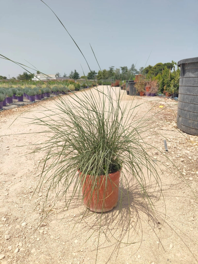 MUHELEMBERGIA CAPILLARIS VASO 24