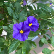 Pianta di Solanum Rantonetti GELSOMINO DEL PARAGUAY CIELO STELLATO h150 CM