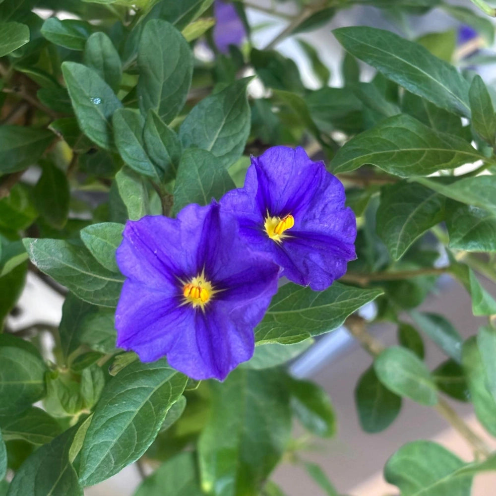 Pianta di Solanum Rantonetti GELSOMINO DEL PARAGUAY CIELO STELLATO h150 CM
