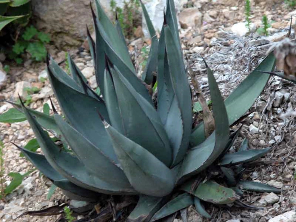 Pianta di Agave Nigra in vaso 30 cm – Pianta succulenta ornamentale resistente