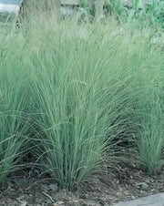 Gardenaria Miscanthus sinensis 'Morning Light' - Graminacea ornamentale da esterno Altezza: 100 cm (vaso 24)