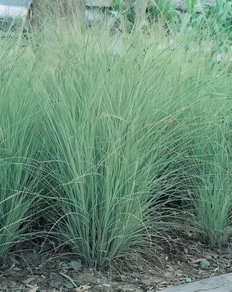 Gardenaria Miscanthus sinensis 'Morning Light' - Graminacea ornamentale da esterno Altezza: 100 cm (vaso 24)