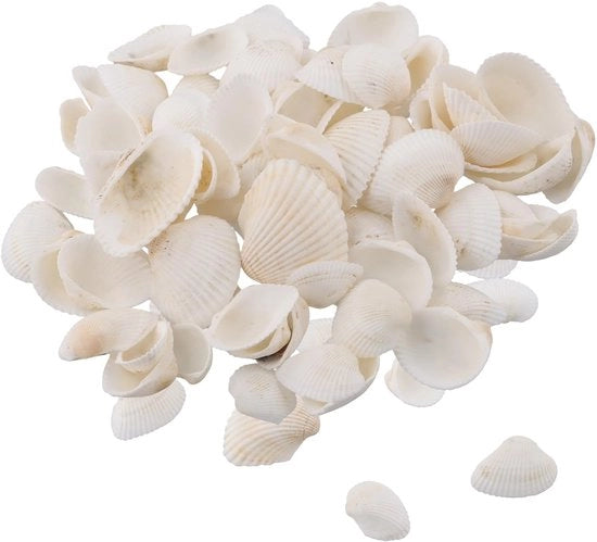 Zeeschelpen 180 g - Schelpi Naturali Bianchi - Decorazioni per Schelpi - Tema Mare - Attività Artigianali - Dimensioni 2-4 cm - Schelpi Decorativi