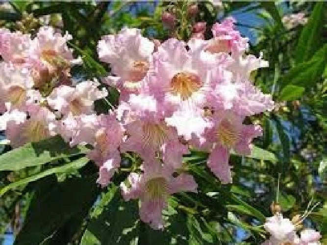 Pianta di Chitalpa Pink Dawn fiore trombetta rosa h 160 in vaso 24 cm AMDGarden
